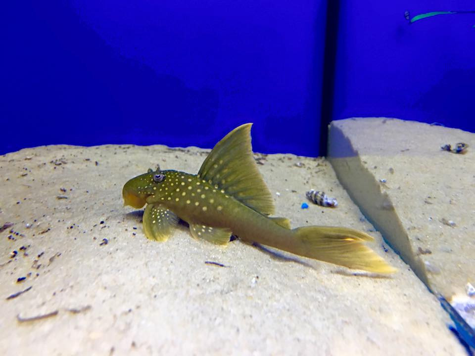 Exotic Aquatics, Belfast Tropical Fish Northern Ireland Marine Fish