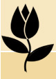 Visit Tulip Designs .co.uk website