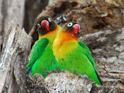 honeymoon safari