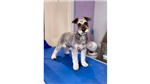 gallery thumbnail image