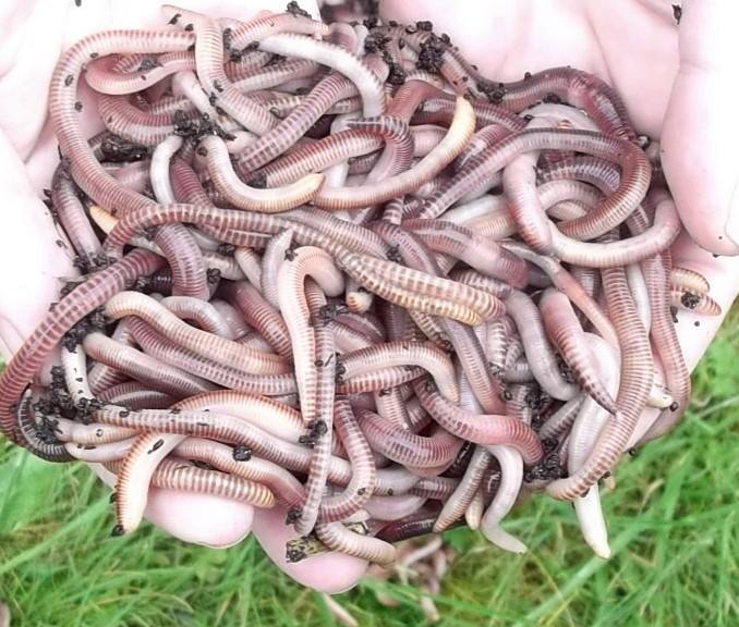 Leansmount Worms - Fishing Worms For Fishing, Lurgan - Fishing