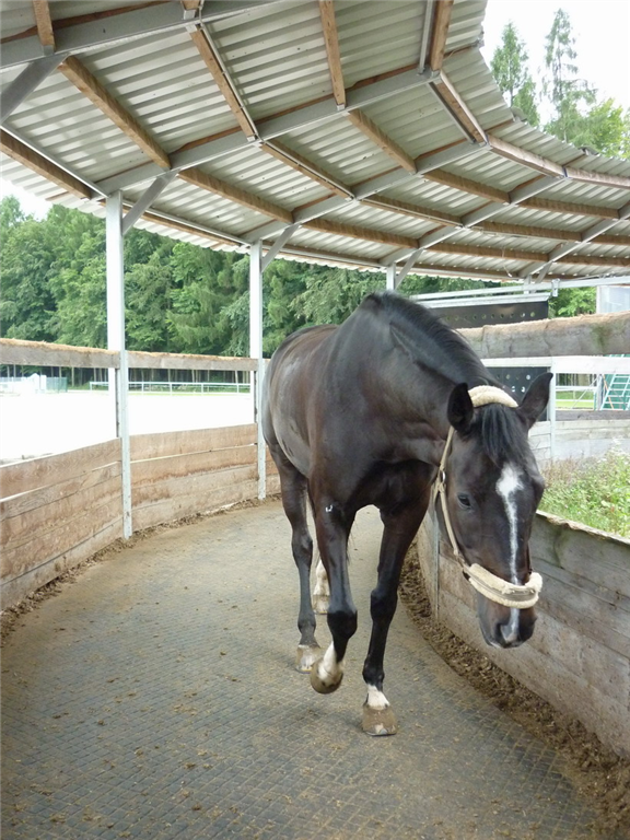 Northern Farm Supplies Ltd, Antrim Animal Rubber Mats Northern