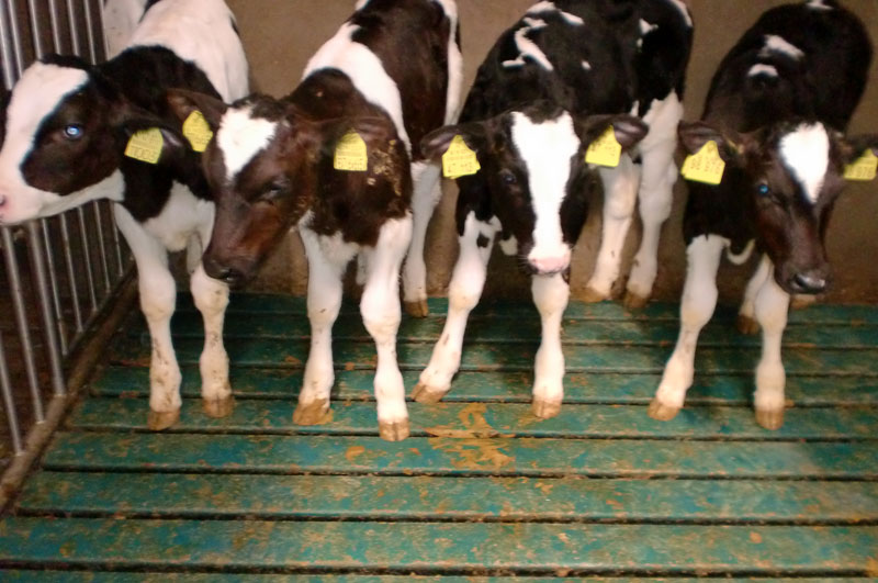 Comfort Slat Mats, Northern Ireland Slat Mats Northern Ireland Rubber