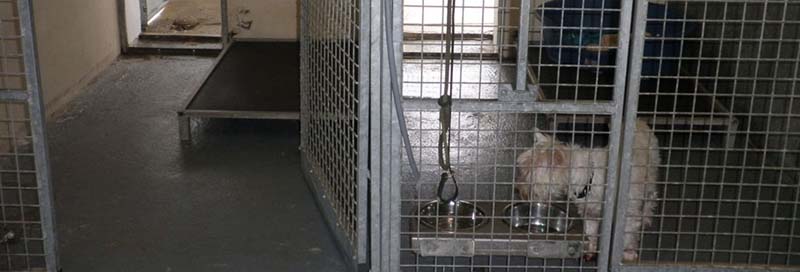 Ballypaw Kennels & Cattery, Strabane Boarding Kennel