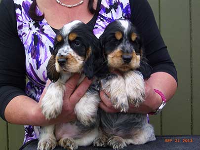 Thornbrook Boarding Kennels Image